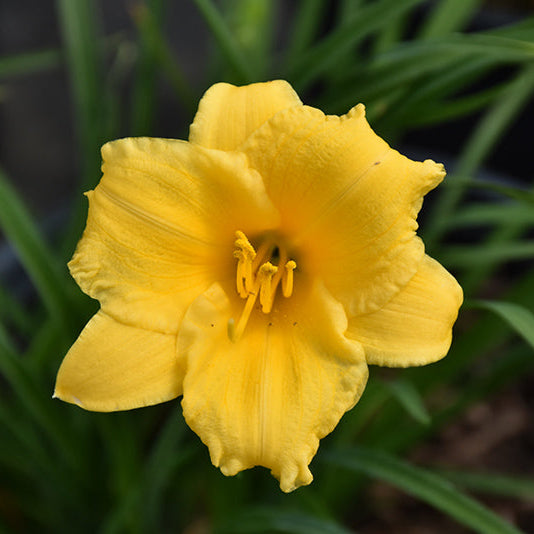 Hemerocallis Daylily Stella D'Oro