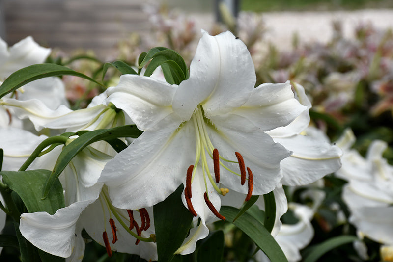 Lilium Lily Oriental Casa Blanca