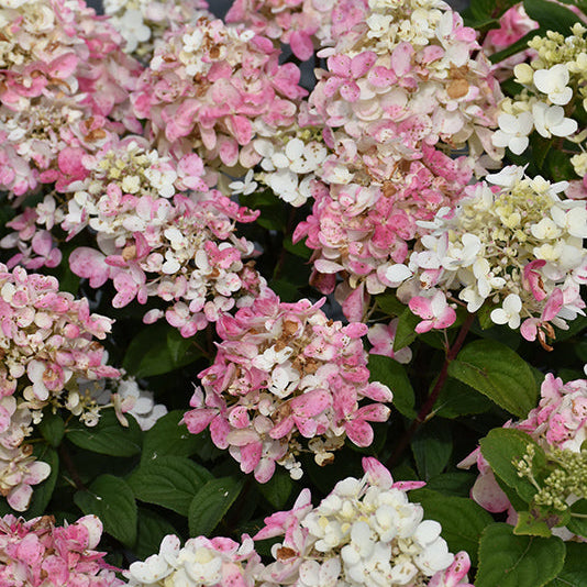 Hydrangea Fire Light Tidbit