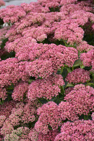 Sedum Stonecrop Autumn Fire - 6" Perennial