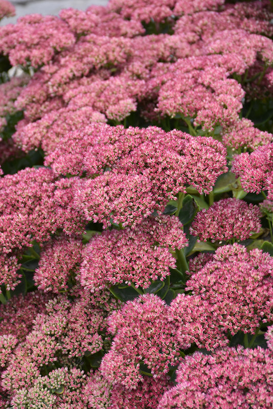 Sedum Stonecrop Autumn Fire - 6" Perennial
