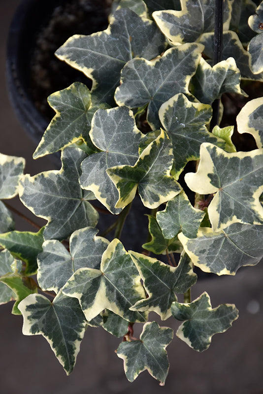 Hedera Helix Glacier - 4.33" Premium Annual