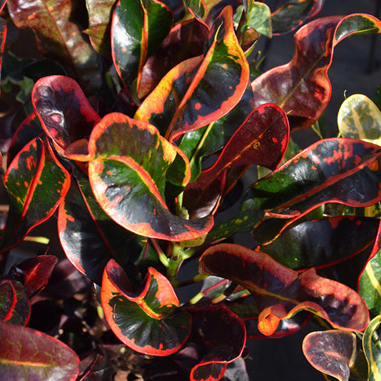 Mammy Croton - Codiaeum - 4" Pot