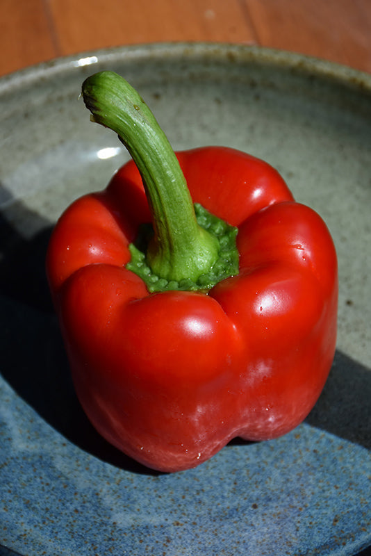 Pepper California Wonderful - 4" Potted Vegetable