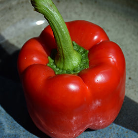 Pepper TALL California Wonderful - 6.3" Staked Vegetables