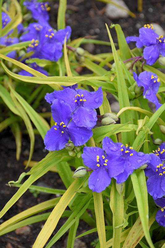 Tradescantia Spiderwort Sweet Kate