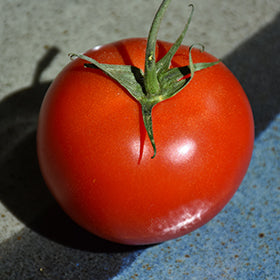 Tomato TALL Early Girl - 6.3" Staked Vegetables