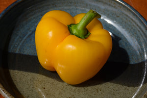 Pepper Golden California Wonderful - 4" Potted Vegetable