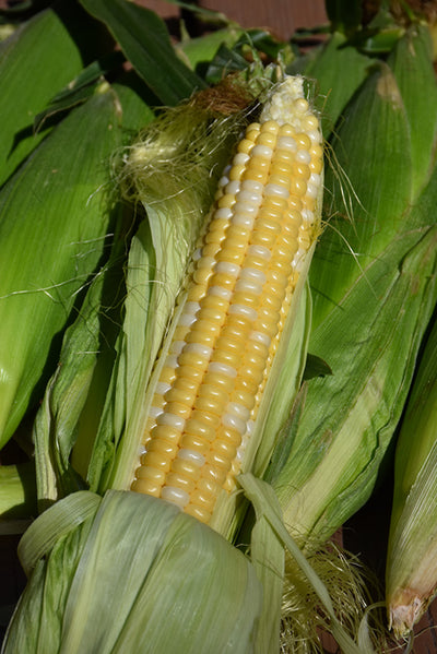 Sweet Corn Honey & Pearls - 4" Potted Vegetable