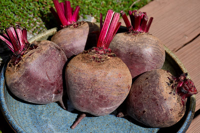 Beet Red Ace - 4" Potted Vegetable