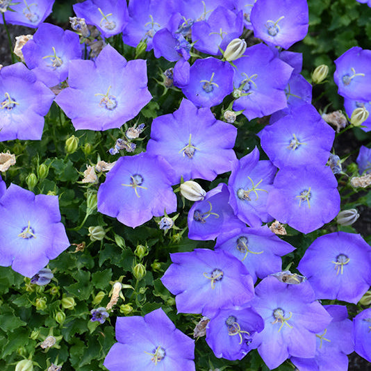 Campanula Bellflower Rapido Blue - 6" Perennial