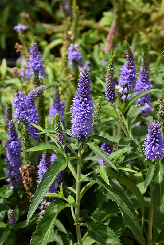 Veronica Speedwell Vernique Shining Sea