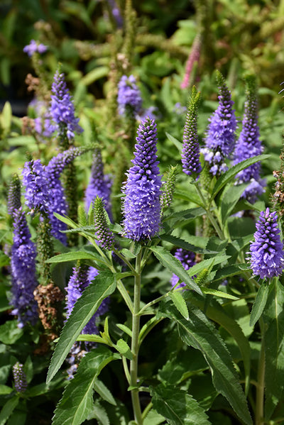 Veronica Speedwell Vernique Shining Sea