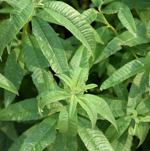 Lemon Verbena - 4.33" Potted Herb
