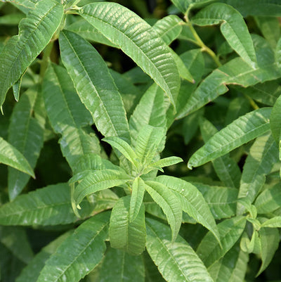 Lemon Verbena - 4.33" Potted Herb