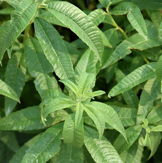 Lemon Verbena - 4.33" Potted Herb