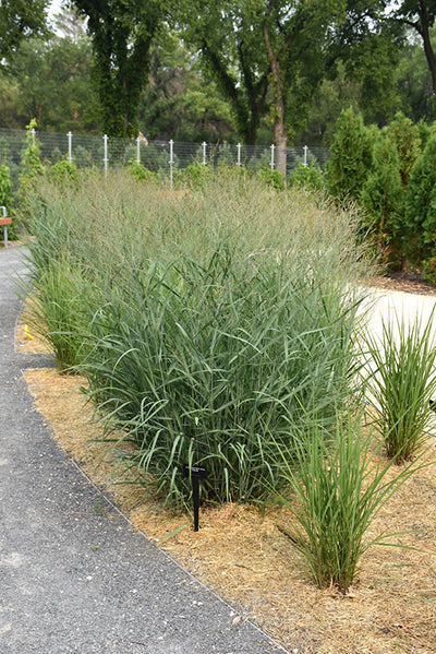 Panicum Switchgrass Heavy Metal