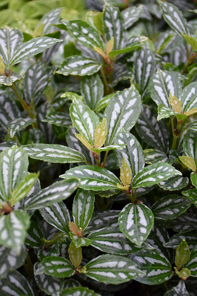Pilea cadierei Aluminum - 2.5" Succulent