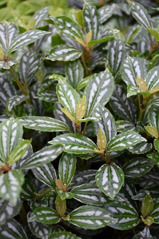 Pilea cadierei Aluminum - 2.5" Succulent