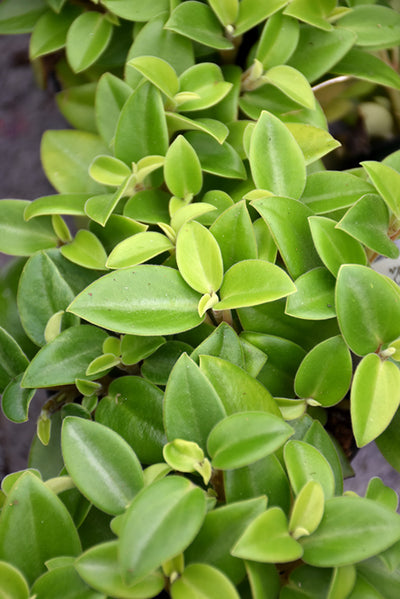 Peperomia orba Pixie Lime - 2.5" Succulent