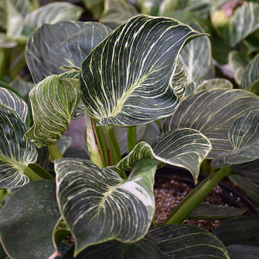 Birkin Philodendron - Philodendron sp - 4" Pot