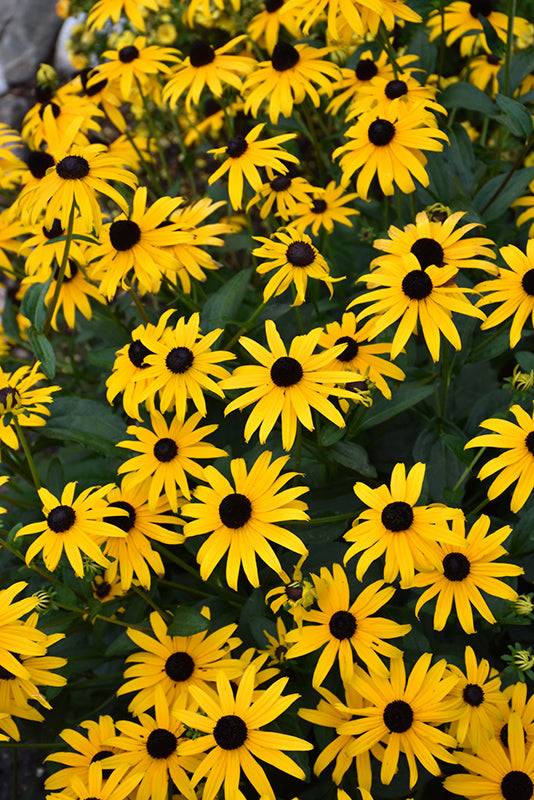 Rudbeckia Black Eyed Susan American Gold Rush