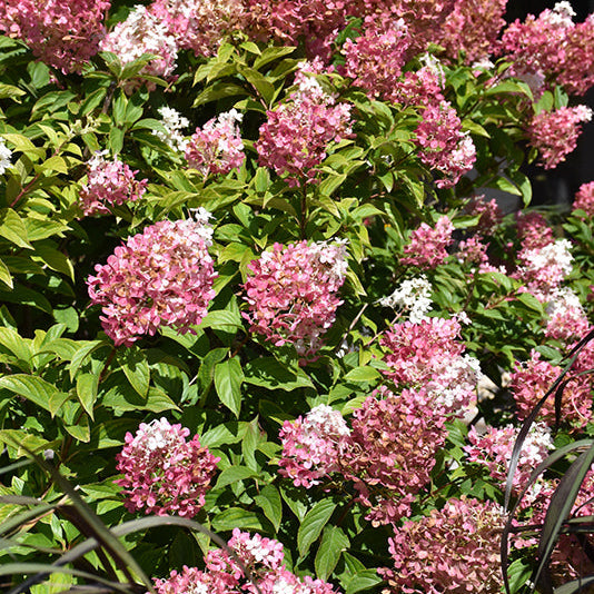 Hydrangea Vanilla Strawberry