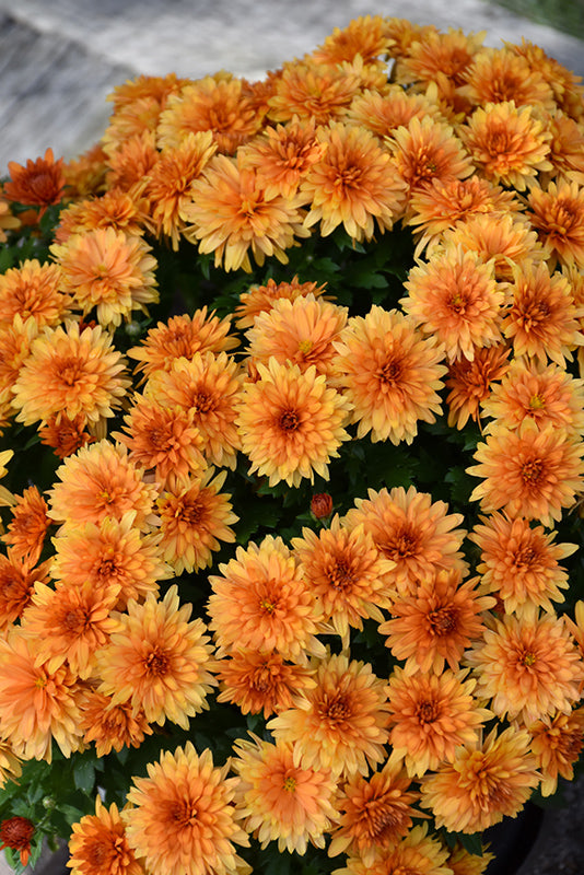 Jasoda Orange - 8"x5" Potted Garden Mum