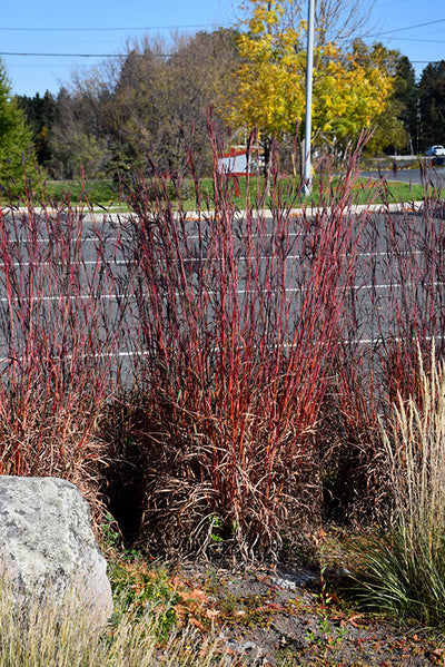 Andropogon Big Blue Stem Red October