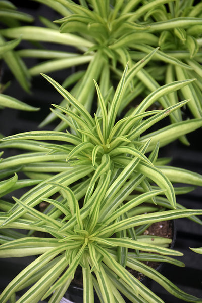 Peperomia fer Happy Bean - 2.5" Succulent