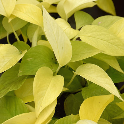 Neon Pothos - Epipremnum aureum - 4" Pot