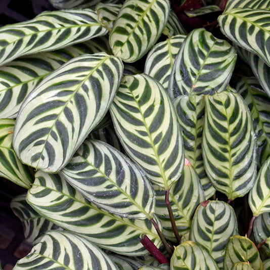 Burle Marx Calathea - Calathea burle-marxii - 4" Pot