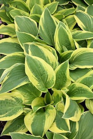 Hosta Plantain Lily Wide Brim