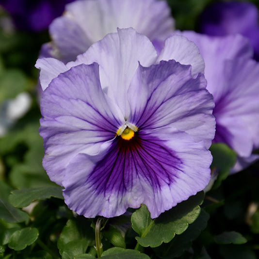 Pansy Lavender Blue Shades - 12" Bowl Planter