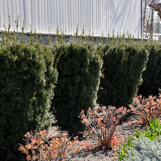 Taxus Hicksii