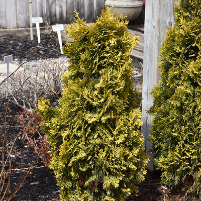 Thuja Amber (Jantar)