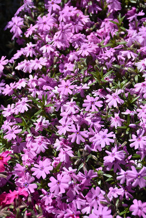 Phlox Creeping Phlox Creeping Fort Hill - 6" Perennial