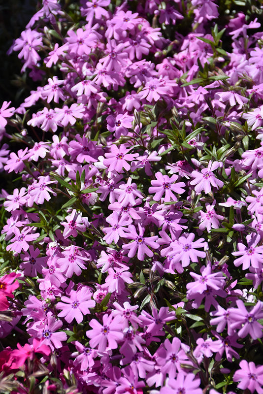 Phlox Creeping Phlox Creeping Fort Hill - 6" Perennial