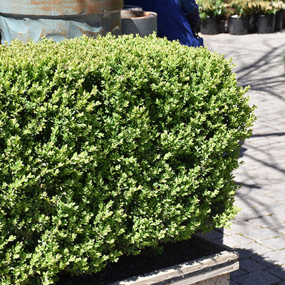 Buxus Green Mountain