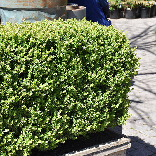 Buxus Green Mountain