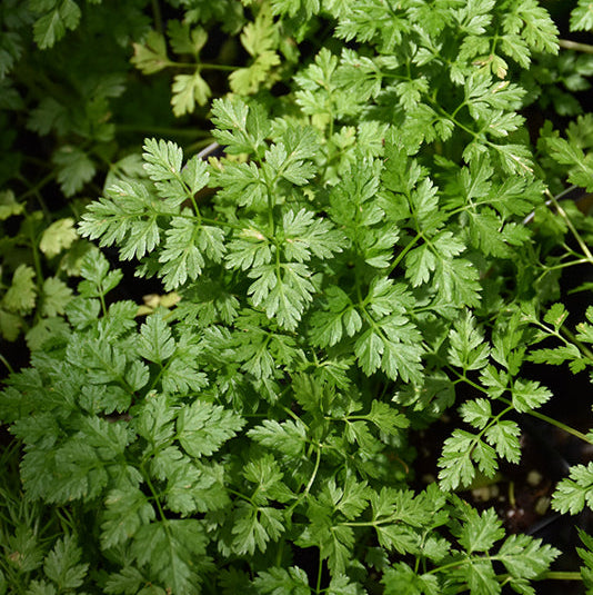 Chervil, French Parsley - 4.33" Potted Herb