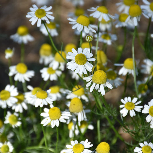 Chamomile German - 4.33" Potted Herb