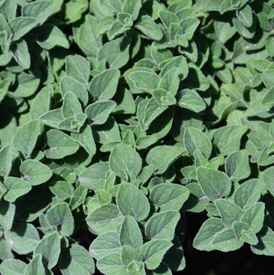 Oregano Hot & Spicy - 4.33" Potted Herb