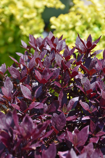 Alteranthera Little Ruby - 4.33" Premium Annual