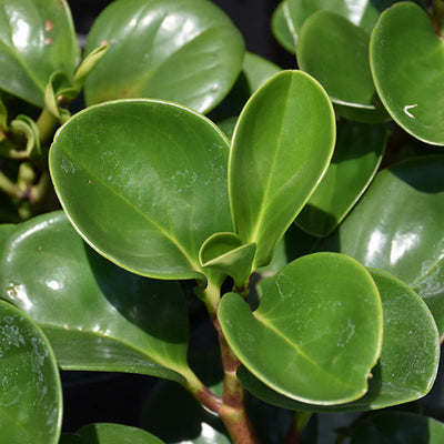 Baby Rubber Plant - Peperomia obtusifolia - 4" Pot