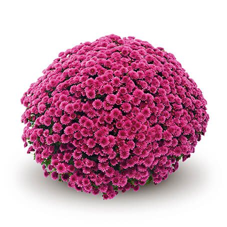 Jasoda Purple - 8"x5" Potted Garden Mum