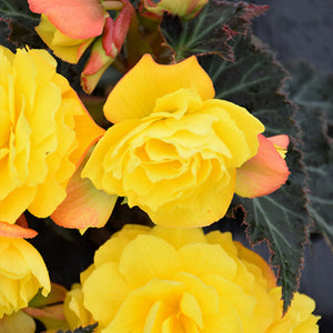 Begonia I'Conia Portofino Yellow - 8" Planter