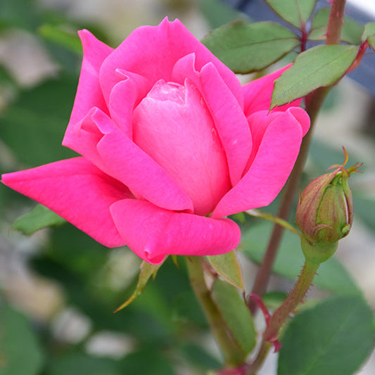 Rose Double KO Pink