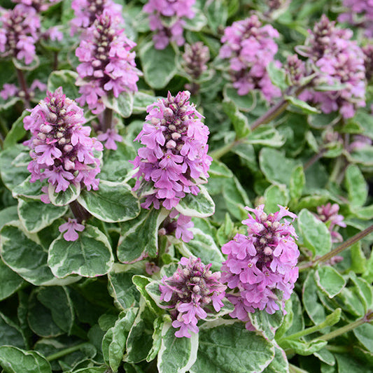 Ajuga Bugleweed Pink Lightning - 6" Perennial
