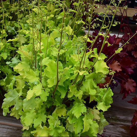 Heuchera Coral Bell Lime Marmalade